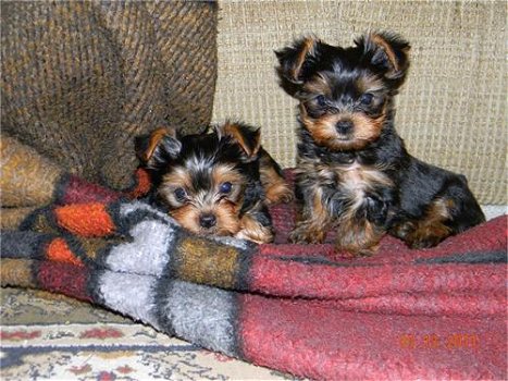 Leuke mannelijke en vrouwelijke Yorkie-puppy's - 2