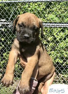 Beschikbare Bullmastiff-puppy's voor adoptie