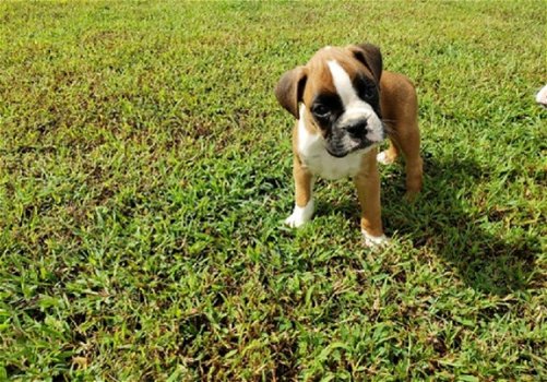 Beschikbare Boxer Pups voor adoptie - 1