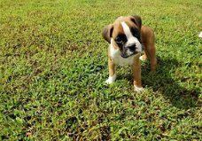 Beschikbare Boston Terrier-puppy's voor adoptie