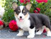 Beschikbare Pembroke Welsh Corgi-puppy's voor adoptie - 1 - Thumbnail