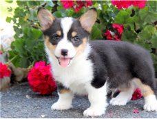 Beschikbare Pembroke Welsh Corgi-puppy's voor adoptie