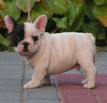 Beschikbare Franse Bulldog-puppy's voor adoptie - 1