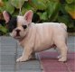 Beschikbare Franse Bulldog-puppy's voor adoptie - 1 - Thumbnail