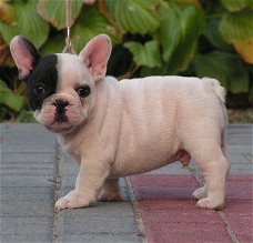 Beschikbare Franse Bulldog-puppy's voor adoptie