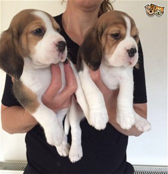 Beschikbare Beagle Pups ter adoptie Aanbiddelijk - 1