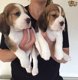 Beschikbare Beagle Pups ter adoptie Aanbiddelijk - 1 - Thumbnail