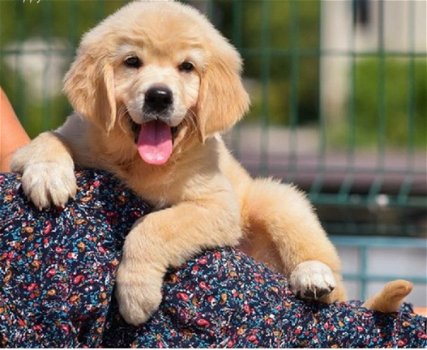 Beschikbare Golden Retriever-puppy's voor adoptie - 1