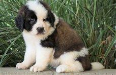 Beschikbare Saint Bernard-puppy's voor adoptie