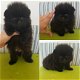 Pommeren puppies voor adoptie - 2 - Thumbnail