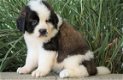 Beschikbare Saint Bernard-puppy's voor adoptie - 1 - Thumbnail