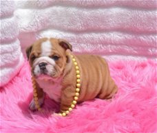 Beschikbare Engelse Bulldog-puppy's ter adoptie