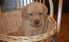 Beschikbare Labrador Retriever-puppy's voor adoptie