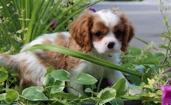 Beschikbare Cavalier King Charles Spaniel-pups voor adoptie - 1