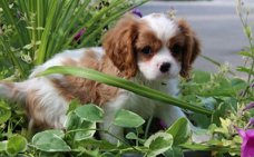 Beschikbare Cavalier King Charles Spaniel-pups voor adoptie