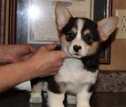 Beschikbare Pembroke Welsh Corgi-puppy's voor adoptie - 1