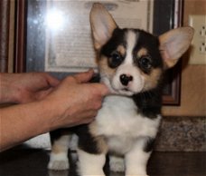 Beschikbare Pembroke Welsh Corgi-puppy's voor adoptie