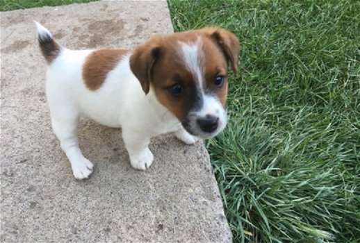 Beschikbare Jack Russell Terrier-pups voor adoptie - 1