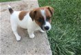 Beschikbare Jack Russell Terrier-pups voor adoptie - 1 - Thumbnail