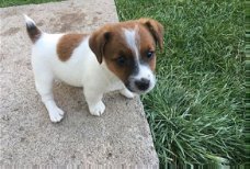 Beschikbare Jack Russell Terrier-pups voor adoptie