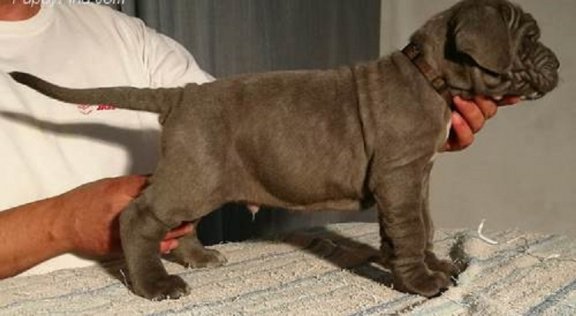 Beschikbare Napolitaanse Mastiff-pups voor adoptie - 1