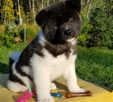 Beschikbare Akita-pups ter adoptie Aanbiddelijk - 1