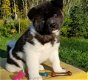 Beschikbare Akita-pups ter adoptie Aanbiddelijk - 1 - Thumbnail