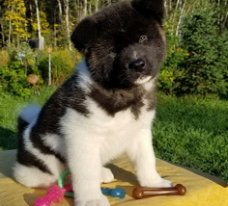 Beschikbare Akita-pups ter adoptie Aanbiddelijk