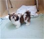 Beschikbare Shih Tzu-puppy's voor adoptie - 1 - Thumbnail