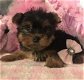 Leuke mannelijke en vrouwelijke Yorkie-puppy's - 1 - Thumbnail