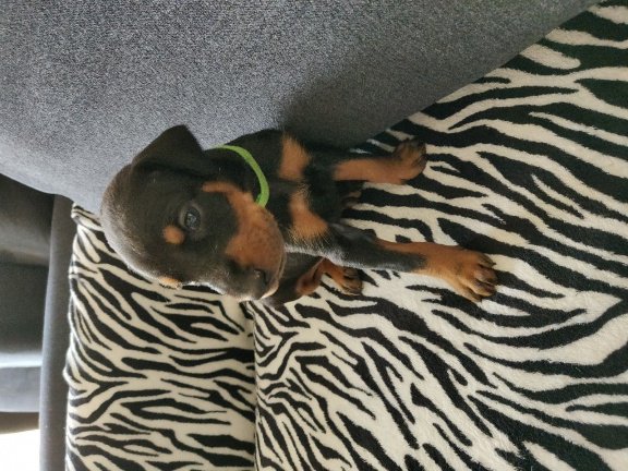 Home Raised Doberman puppy's beschikbaar - nr. 1