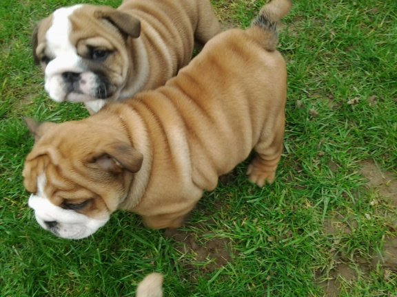 Mooi en gezond Engels Bulldog pups beschikbaar - nr. 1