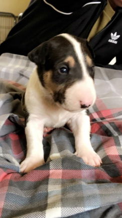 Engelse Bull Terrier beschikbaar - nr. 1