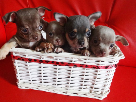 Super schattig koffiekopje Chihuahua pups - nr. 1