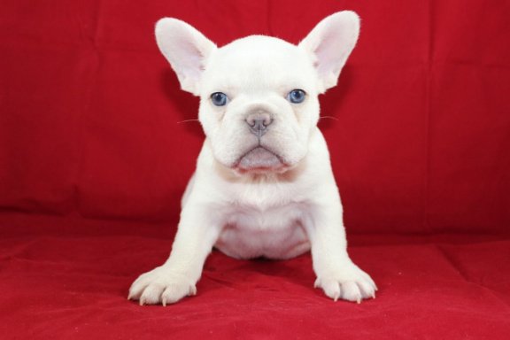 Mooie Franse Bulldog Puppies die ik geef op voor adoptie - nr. 1