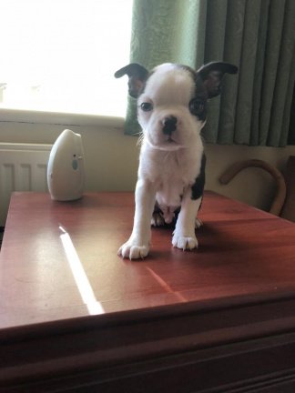 Boston Terrier pups beschikbaar - nr. 1