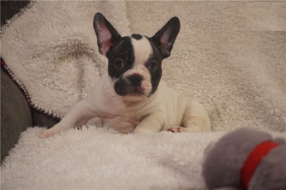 Prachtige Franse Bulldog Puppy - nr. 1