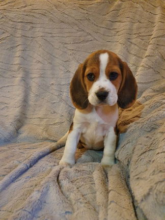 Mooie en gezonde Beagle pups beschikbaar - nr. 1