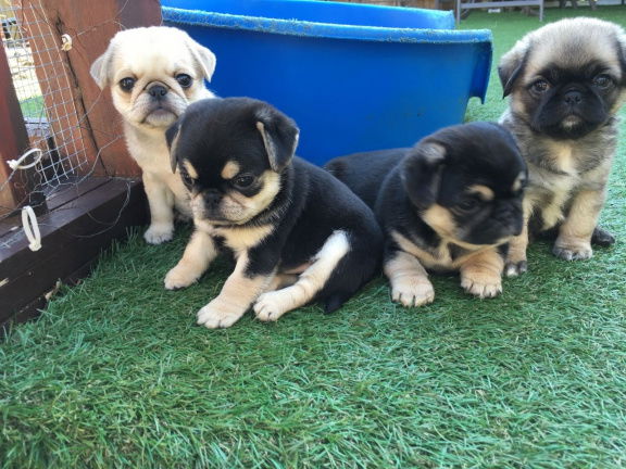 Registreerde Pugs Puppies - nr. 1