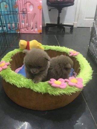 Pommeren puppy voor adoptie - nr. 1
