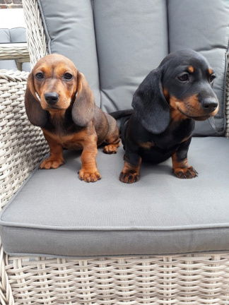 Leuke puppy van de Tekkel klaar - nr. 1