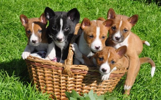 Schattig Basenji pups voor adoptie - 1