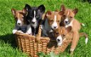 Schattig Basenji pups voor adoptie - 1 - Thumbnail