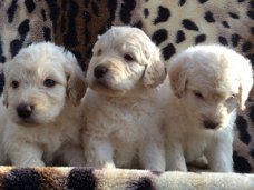 Labradoodle Puppies