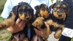 Geregistreerde Airedale Terrier - 1 - Thumbnail