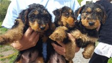 Geregistreerde Airedale Terrier