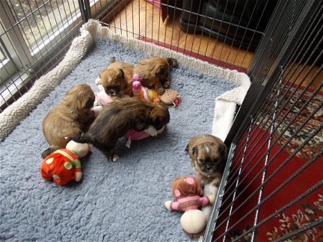 Hier hebben we onze prachtige Lhasa Apso Puppies-puppy's. - 1