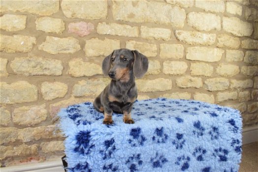 Miniature Dachshund Puppies - 1