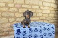 Miniature Dachshund Puppies - 1 - Thumbnail