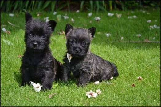 Uitstekende Stamboom Cairn Terrier Pups - 1